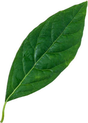 BL